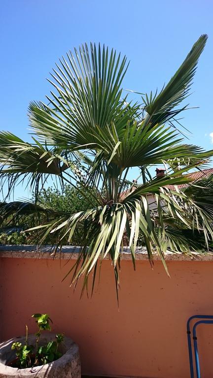 Licul Apartment Rovinj Rom bilde